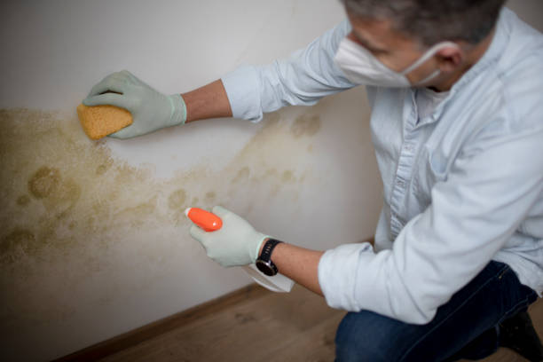 Crawl Space Mold Removal in Pheasant Run, OH
