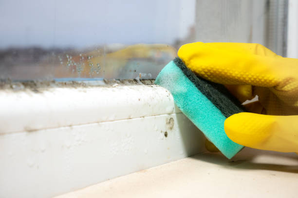 Best Attic Mold Removal  in Pheasant Run, OH